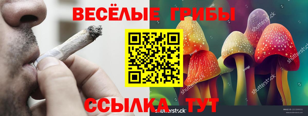 Галлюциногенные грибы Psilocybe Моршанск